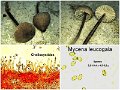 Mycena leucogala-amf1303